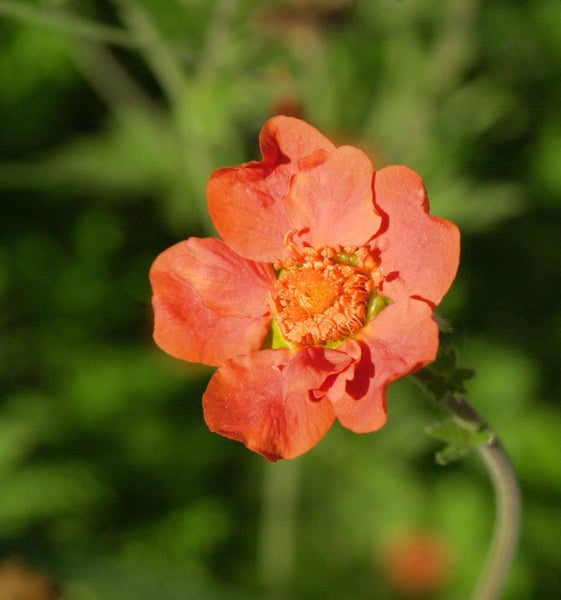 Geum coccineum Blume
