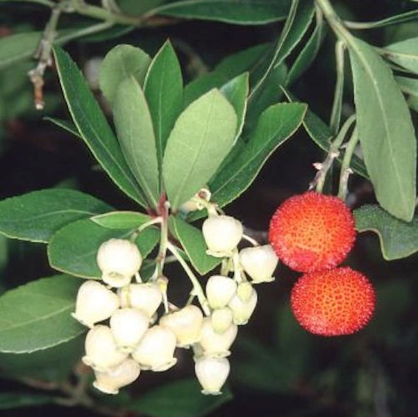 Erdbeerbaum mit Blättern, Blüten und Früchten
