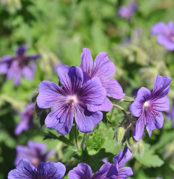 Blüten der Storchschnabel Pflanze im Detail