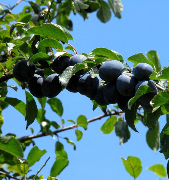 Schlehenzweig mit reifen Früchten und grünen Blättern vor blauem Himmel