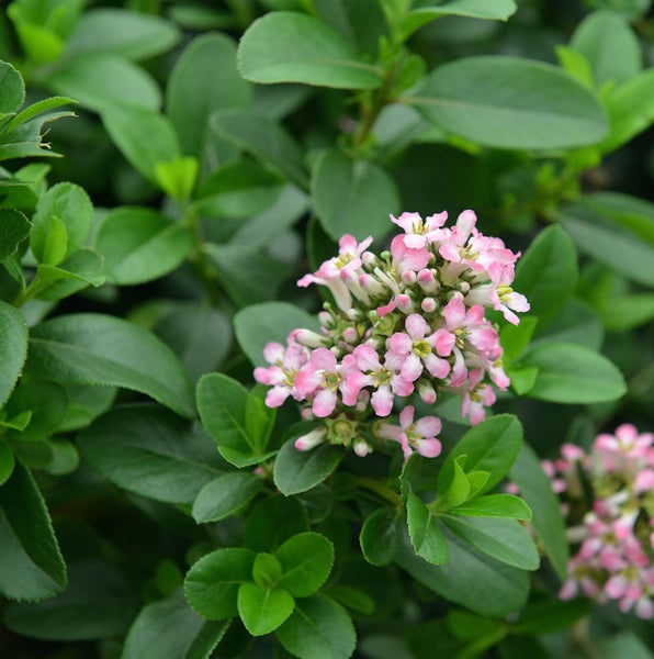 Blühende Heckenkirsche mit grünen Blättern