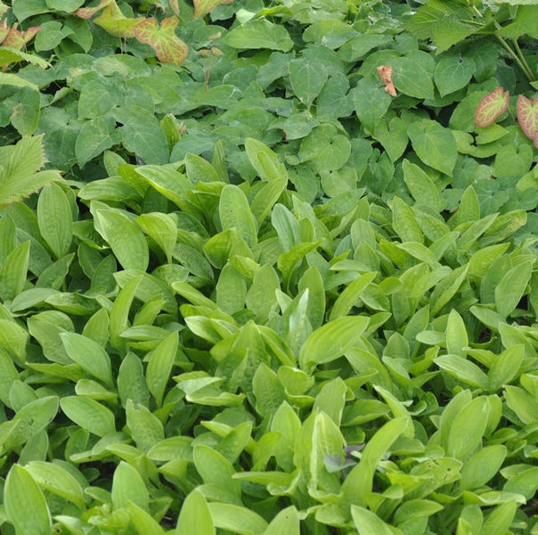Nahaufnahme von grünen Elfenblumen und Kriechendem Lerchensporn