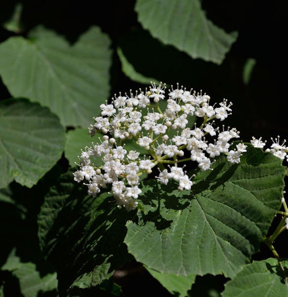 Blütenstand mit weißen Blüten und grünen Blättern