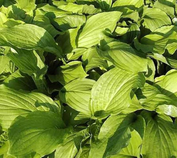 Nahaufnahme einer Funkie Pflanze mit großen Blättern.