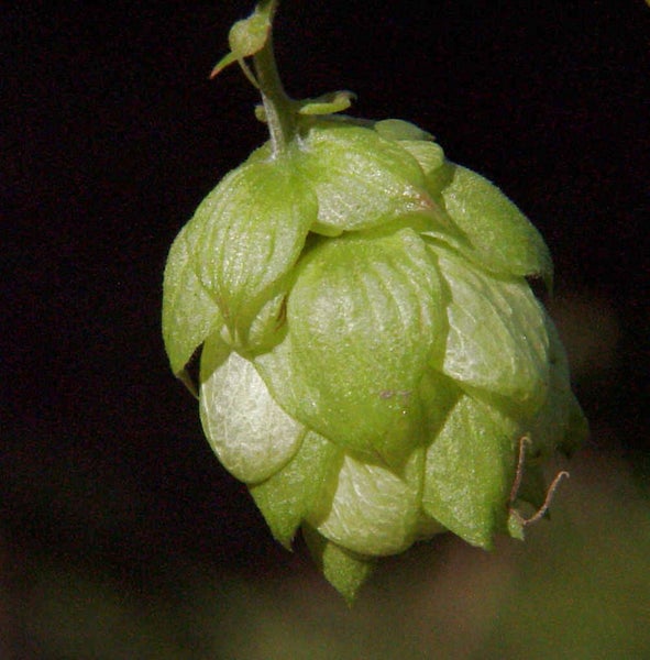 Nahaufnahme einer Hopfendolde.