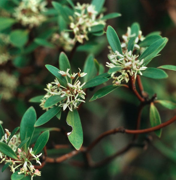 Im Bild ist ein blühender Seidelbaststrauch zu sehen.