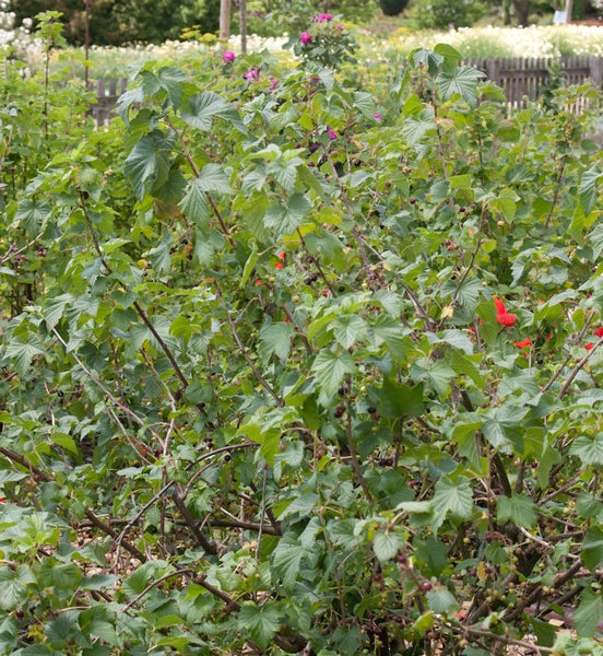 Johannisbeerstrauch im Garten mit reifen Beeren und grünen Blättern.