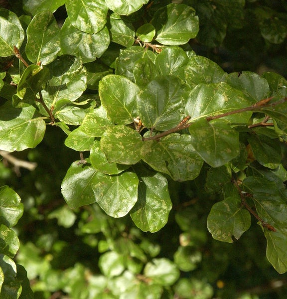 Nahaufnahme von Hainbuchenblättern