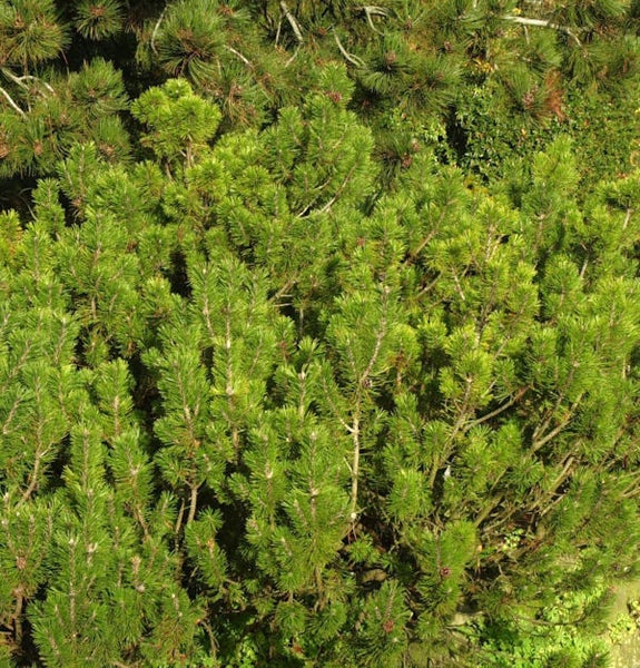 Nahaufnahme einer Bergkiefer
