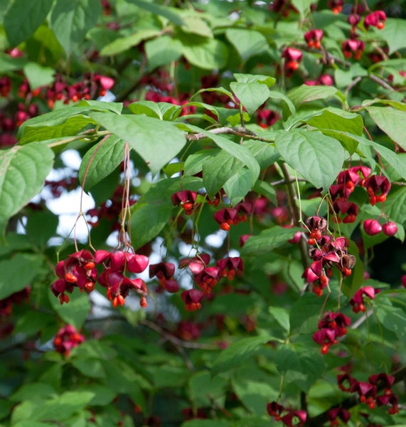 Spindelstrauch mit Blättern und roten Früchten