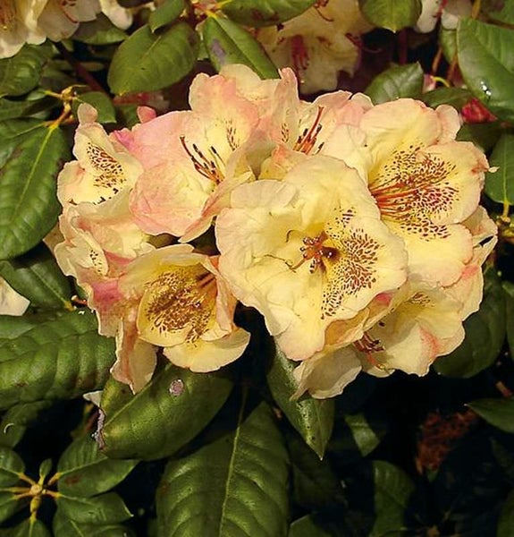 Rhododendronblüten mit Blättern