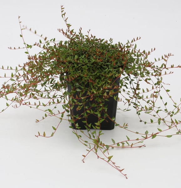 Muehlenbeckia Zimmerpflanze im Topf