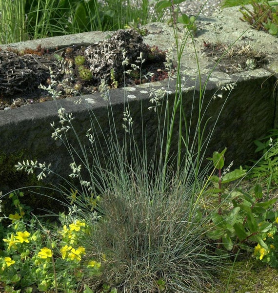 Blaugras Staude im Gartenbeet