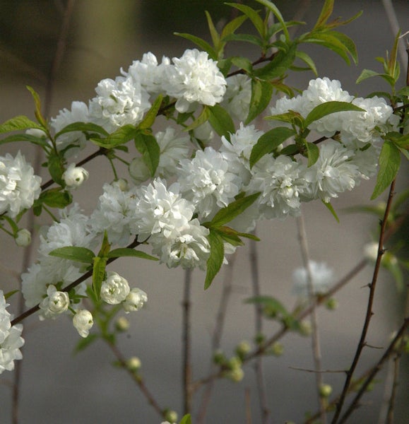 Gefüllte Zwerg Mandelbaum Zweige mit weißen Blüten und grünen Blättern.