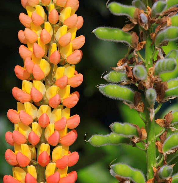 Blüte der Vielblättrigen Lupine und Samenstände