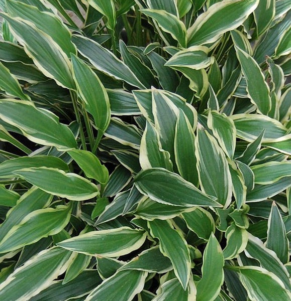 Funkie mit grün-weiß panaschierten Blättern