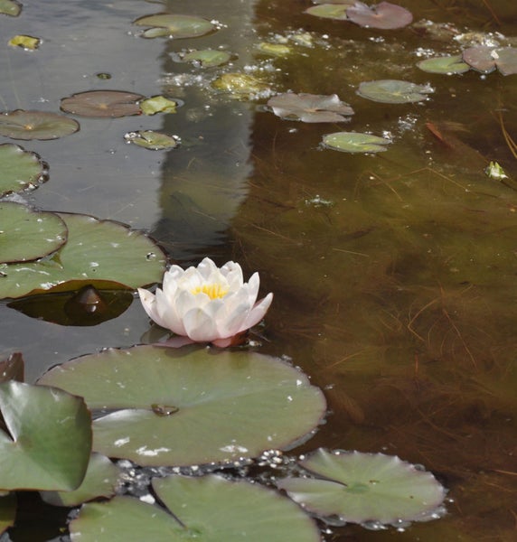 Seerose mit Blättern auf einem Teich