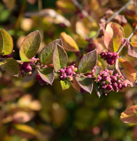 Nahaufnahme eines Schönfruchtstrauchs mit Blättern und Beeren