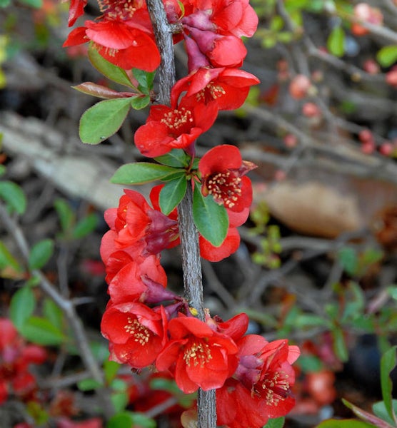 Nahaufnahme von Zierquittenzweig mit roten Blüten