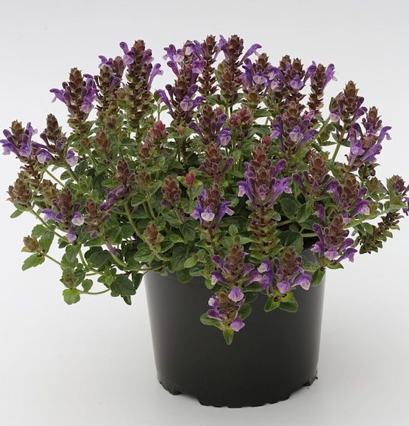 Blühende kriechende Scheinhasel in einem Topf