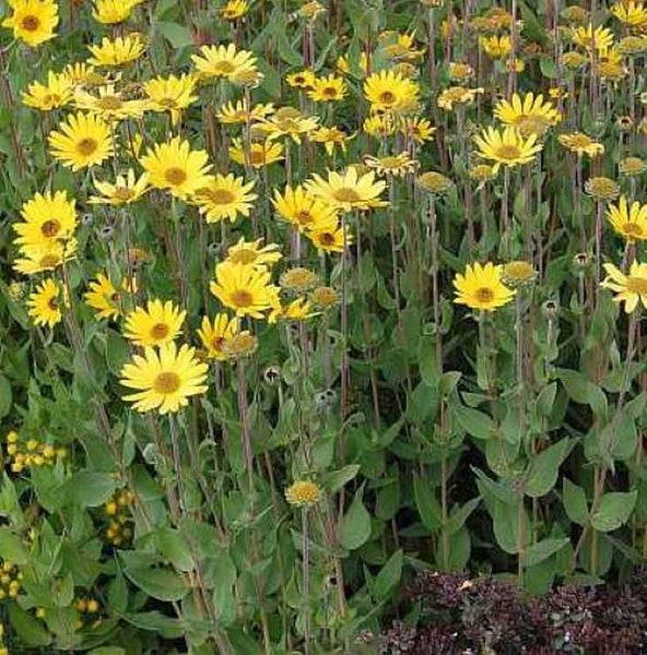 Gelbe Raublatt-Aster im Garten.