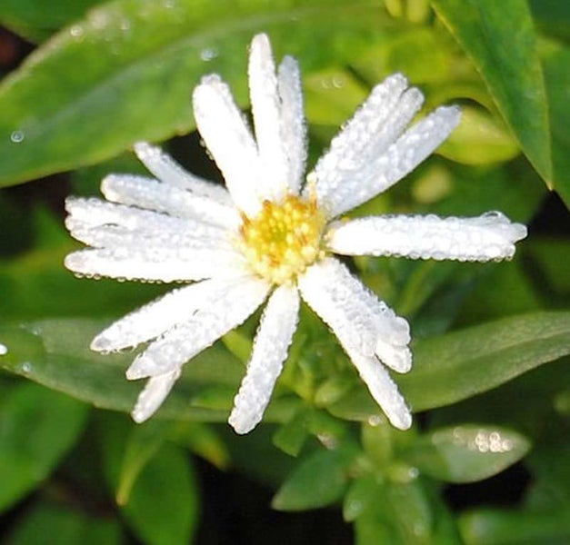 Nahaufnahme einer weißen Asterblüte mit Tautropfen im Garten.