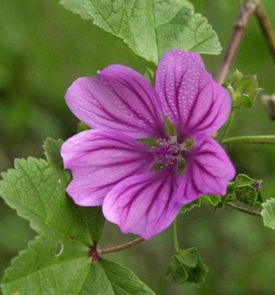 Malve mit Blättern