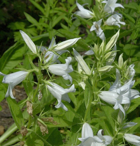 Glockenblumen mit weißen Blüten und grünen Blättern im Garten.