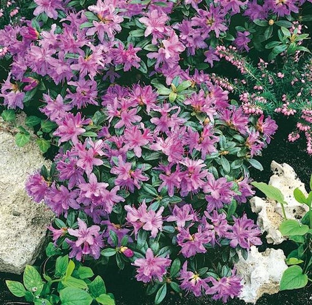 Azalee mit lila Blüten im Gartenbeet