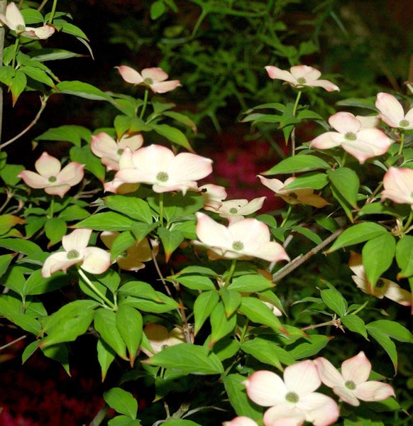 Blüten der Blumenhartriegel mit Blättern