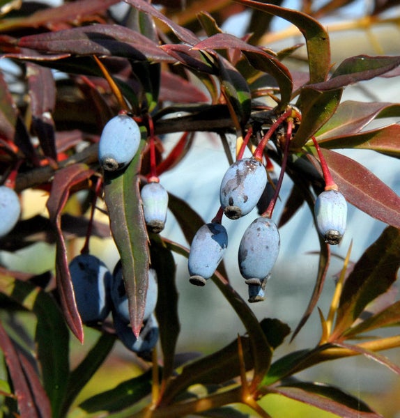 Nahaufnahme einer Berberitze mit blauen Beeren und roten Blättern.