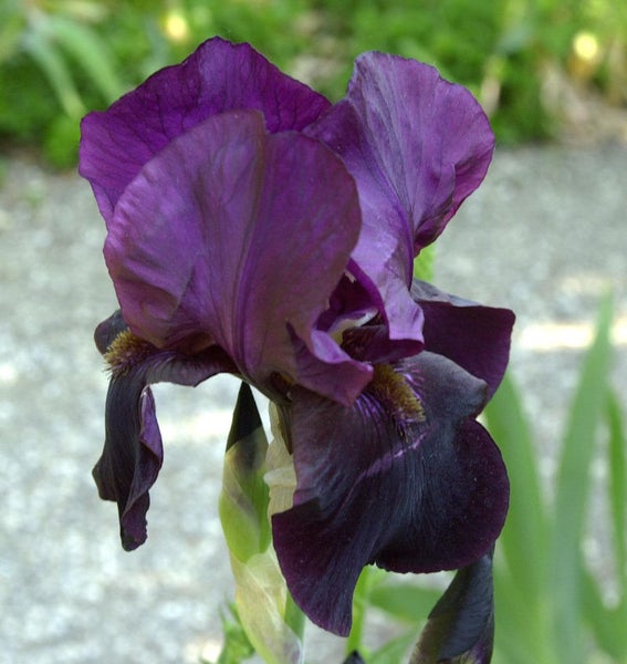 Nahaufnahme einer einzelnen lila Irisblüte.