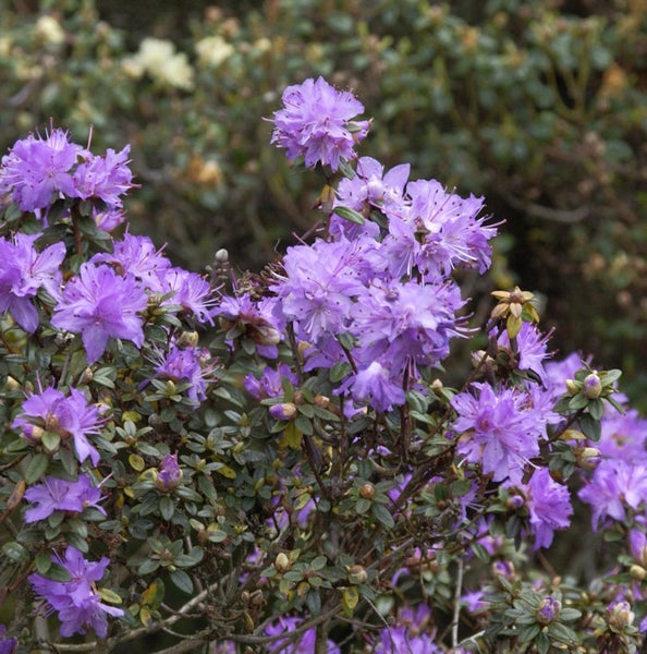 Blühender Rhododendron im Garten
