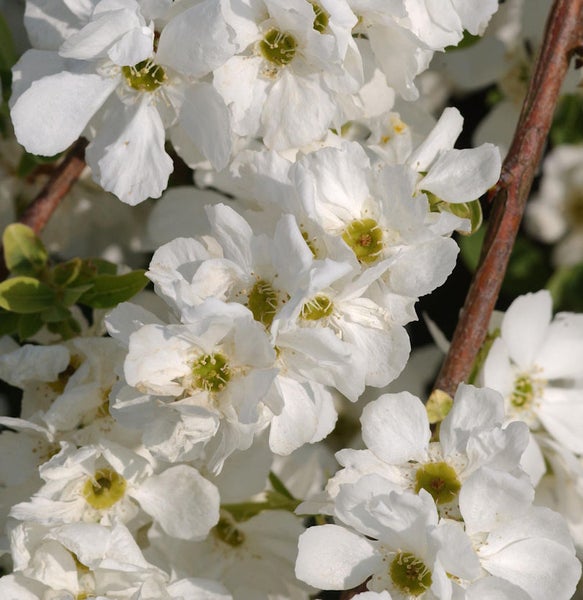 Blüten der Felsenbirne