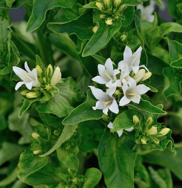 Nahaufnahme einer Wiesen-Glockenblume mit weißen Blüten und grünen Blättern