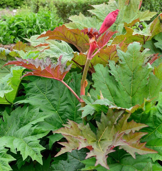 Blühende Gartenpflanze mit großen Blättern