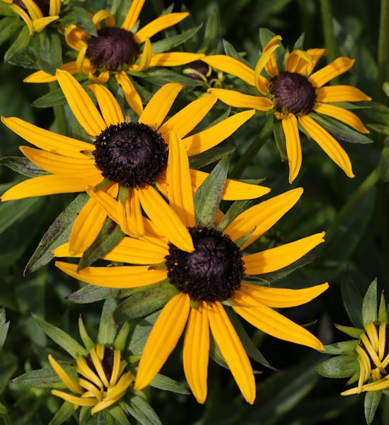 Gelbe Rudbeckia-Blüten im Garten