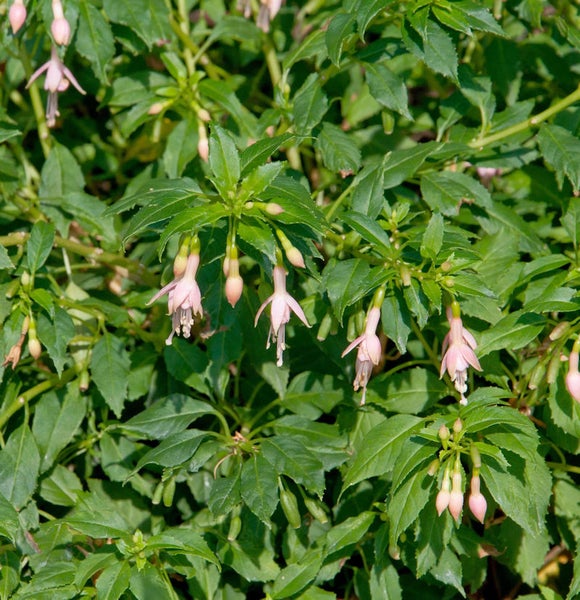 Fuchsienpflanze mit grünen Blättern und hängenden Blüten
