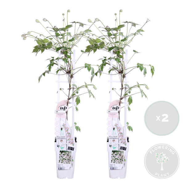 Bloomique - 2er-Set - Clematis Montana Tetrarose - Waldrebe - Rosa - Kletterpflanzen - Gartenpflanzen - Winterhart - 50-70 cm Hoch - Topf 15 cm