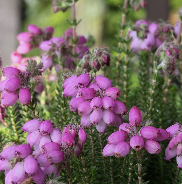 Nahaufnahme von Heidekraut mit pinkfarbenen Blüten