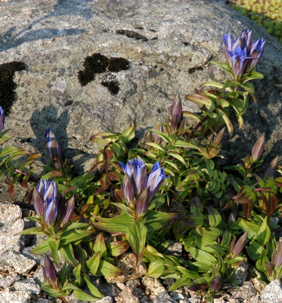 Enzianpflanze mit blauen Blüten vor einem Stein