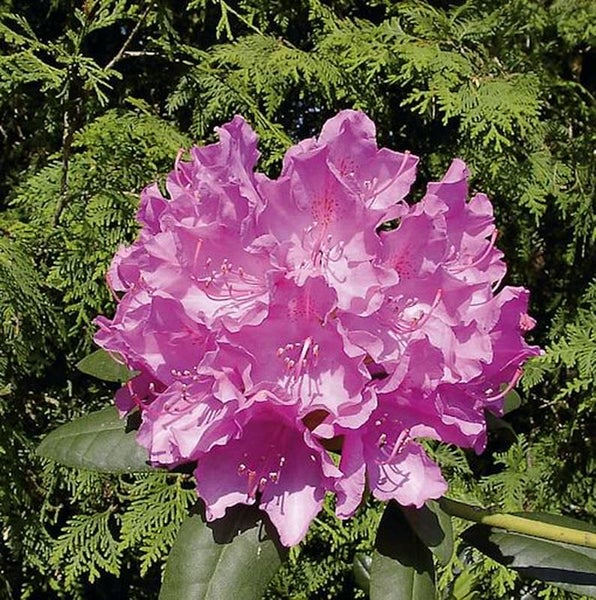 Nahaufnahme einer rosa Rhododendronblüte