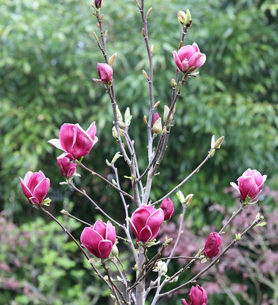 Magnolienbaum mit rosa Blüten