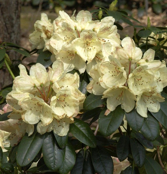 Nahaufnahme von gelb blühendem Rhododendron mit grünen Blättern