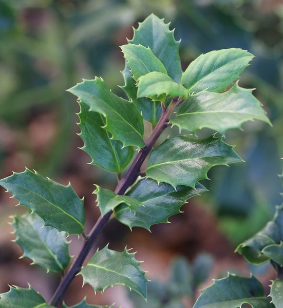 Zweig der Stechpalme mit Blättern