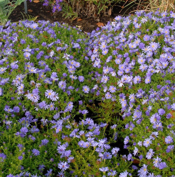 Detailansicht von Blaukissen mit kleinen Blüten im Beet.