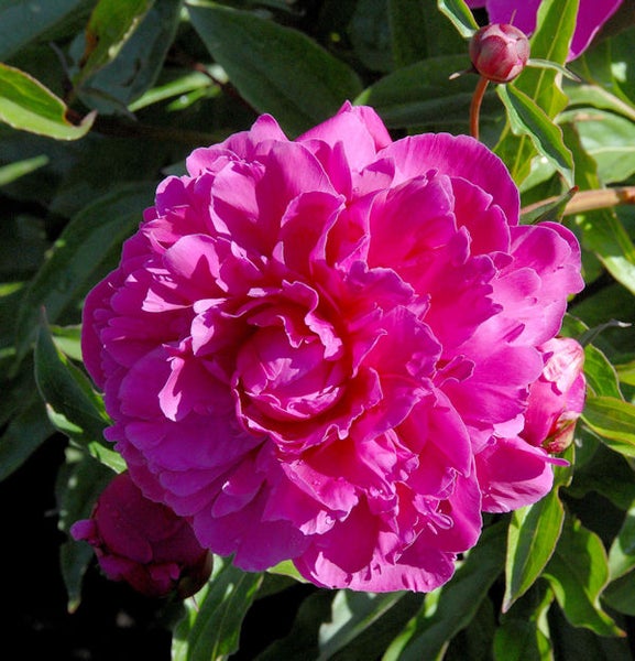 Nahaufnahme einer rosa Pfingstrose mit grünen Blättern