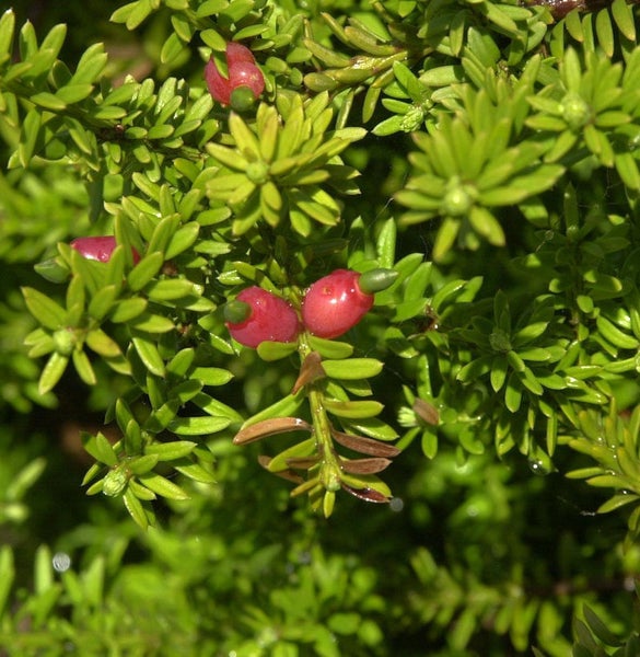 Nahaufnahme einer Kriechmispel mit grünen Blättern und roten Beeren