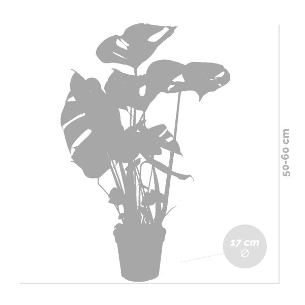 Bloomique - 2er Set - Monstera Deliciosa - Fensterblatt - Zimmerpflanzen - Pflegeleicht - Luftreinigend - Höhe 50-70 cm - Topf 17 cm
