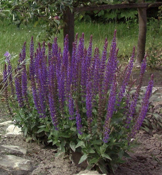 Blühende Salbeipflanze im Garten